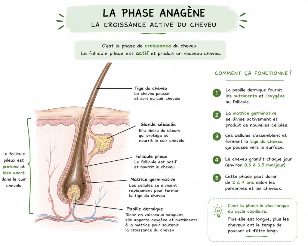 phaseanagenecheveux